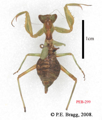 Ameles spallazania (Rossi, 1792) - Female.jpg