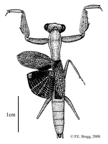 Ameles wadisirhani Kaltenbach, 1982 - Female.
