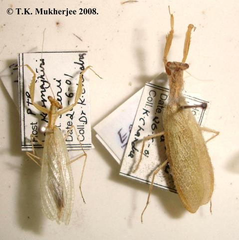 Tropidomantis (Eomantis) guttatipennis Stål, 1877 - Male & Female.
