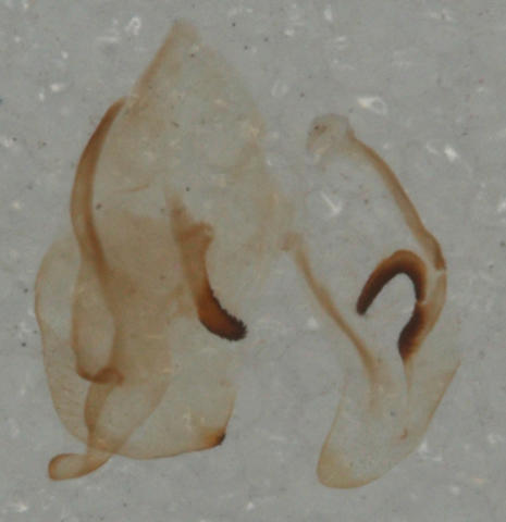 Miomantis caffra Saussure, 1871 - Male genitalia.