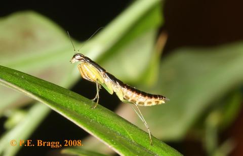 Odontomantis planiceps (de Haan, 1842) - nymph.