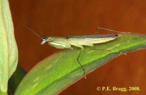 Odontomantis planiceps (de Haan, 1842) - Adult male.