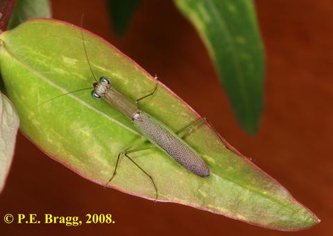 Odontomantis planiceps (de Haan, 1842) - Adult male.