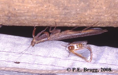 Tarachodes bispinosus Kaltenbach, 1996 - Male.